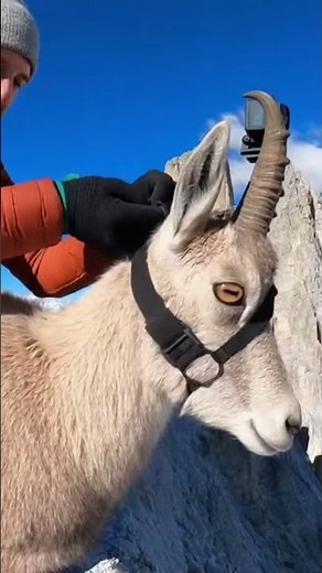 Mountain Goats Sprint Down a Steep Cliff in Perfect Control