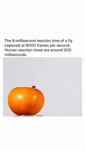 Vikas Kumar on Instagram: "Credits to @detailedexplanation, The video demonstrates a fly’s incredibly fast reaction time, which is possible because it perceives the world much faster than we do. To the fly, the event in the video happens in extreme slow motion, giving it plenty of time to escape. ## The Science of a Fly’s Speed A fly’s quick escape is due to two main biological advantages: * Supercharged Vision: Flies process visual information over four times faster than humans. This is measure