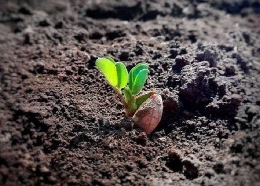 【菜園のプロ伝授】家庭菜園のための土づくりの基本｜自然農法のように畑で野菜を育てよう！ | AGRI PICK
