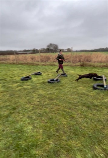 Might have a career in agility?🤔 #agility#cockerspaniel#dogsoftiktok#dogs#fyp