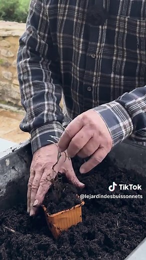 Repiquer de la lavande : conseils pratiques pour réussir