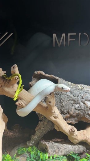 MY SNAKE BIT ME 😱 #snake #nature #exoticpets