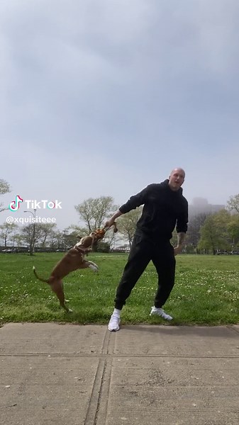Working out with dad #miathepittie #pitbullsoftiktok #pitbull #pitbulllove