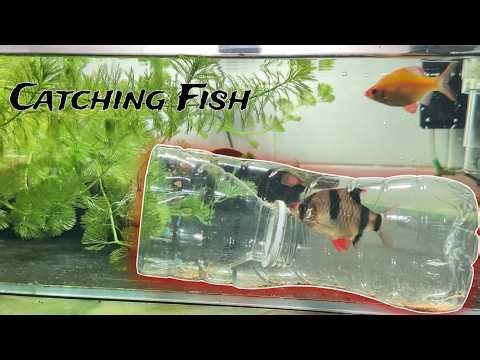 Catching Fish in a Bottle Trap! 😱 Aquarium Experiment Gone Right