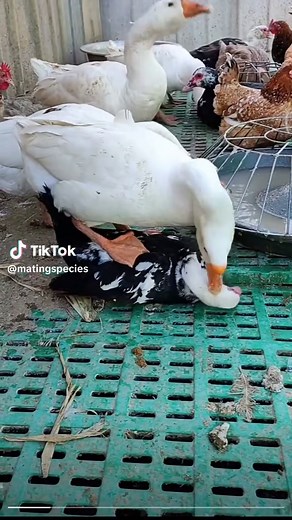 #SAMA28 #likes #likee #matingseason #creatorsearchinsights #trend #trending #makemetrend #animals #mating #tiktok #viral #foryoupage #foryou #makeme #makemefamous #viralvideo #trendingvideo #makemetiktokfamous