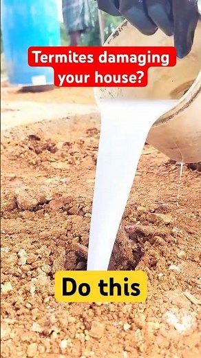 How to Stop Termites From Entering Your Home