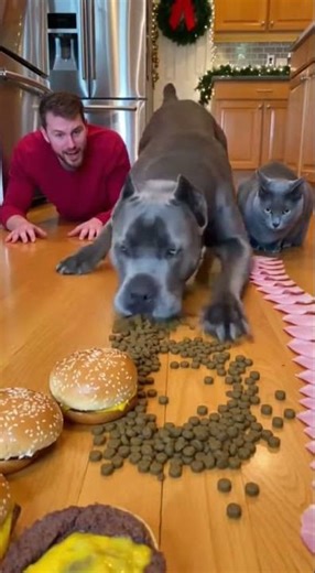 Who wins the hamburger challenge #dog #cat #shorts #funny #challenge #animals