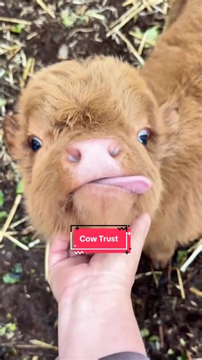 Cows are more affectionate than you think #cow #farmanimals #animals #fypシ゚viral