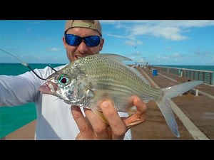 Dropping BIG PERCH For PIER GIANTS! (Juno Pier Snook Fishing)