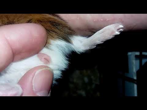 Sexing Baby Guinea Pigs and Adult Guinea Pigs For Educational Purposes