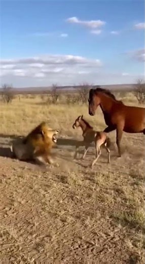 Nature Footage Of Horse Rescuing Foal From Lion Attack