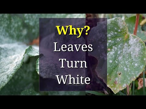 Why Leaves Get White Spots: Powdery Mildew