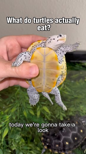 How I raise the kids 🤌🤌🤌 🐢 🐢 ~~~~~~~~~~~~~~~~~~~~~~~~~ #fish #aquarium #aquatics #reptiles #reptile #turtle #turtles #diamondbackterrapin #Dbt #turtleroom #tortoise #tortoises #cute #pets #petsofinstagram #cuteturtles #babyturtles #redearslider #Terrapin #terrapins #pond #ponds #aquascape #landscape #spottedturtle #turtlepond #concentric #endangered #reptilesofinstagram | DanTheTurtleMan