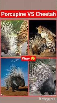 Porcupine vs Cheetah — When Natural Armor Fights Back. #porcupines #vs #cheetah