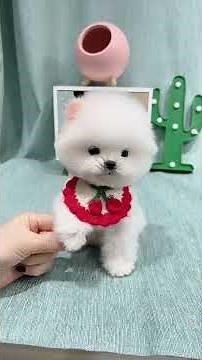 Those Little Paws Sticking Out Are So Cute! #cute #pets #puppy