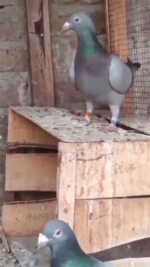 STB Loft breeder male birds "pigeons lover'' Cats Tv!