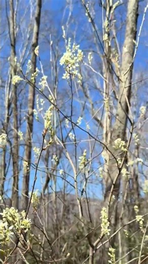 we are happy to provide NC native plant content whenever you want! Just say the word! Serviceberries
