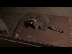 How to make RFID cat door using Arduino [Full Tutorial]