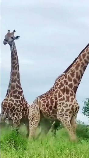 Male giraffes engage in powerful necking battle on Serengeti safari in Tanzania