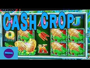 CASH CROP DOUBLE REELS