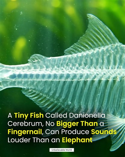 253K views · 10K reactions | The Tiny Fish That Roars Like a Jet...