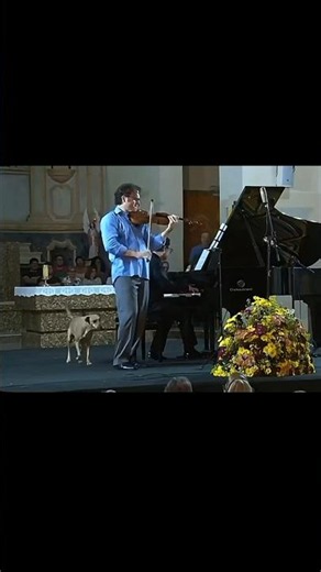 When a dog comes on stage at a concert
