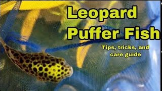 Leopard puffer care guide - setup, feeding, and behavior