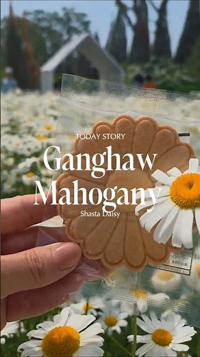 🌼강화도 가볼만한곳 5월 25일 실시간 마호가니 카페 데이지 개화 상황 주차 꿀팁🌸