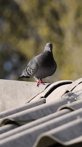 Un pigeon gris est perché sur : vidéo de stock (100 % libre de droit) 3977940597 | Shutterstock