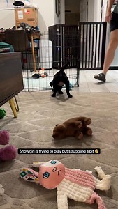 8.6K views · 670 reactions | Her depth perception issues make seeing where she’s playing a little harder but I think she’s having a grand ole time either way 殺 | Katie and Tate’s Foster Mates | Facebook