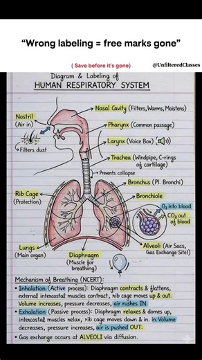 🗣️THIS DIAGRAM CAN SAVE YOUR BIOLOGY MARKS 🧠 #shorts #unfilteredclasses