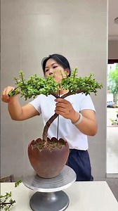 Portulacaria Afra Bonsai Styling: Shaping the Elephant Bush