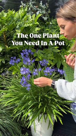 One you need… If you’re looking for a wow plant for a container then you need Agapanthus in your garden. The great thing about it is that the foliage also looks amazing on its own when it’s not in bloom. They love the sun and like their roots to be restricted so in this big pot I actually planted two plants! There are SO many varieties to choose from and they will come back year after year! Now is the perfect time to buy them. I added two 2L agapanthus in this 45cm pot and they have been here ev