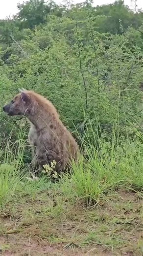 Hyenas Communicate With Complex Calls Near the Den #wildlife #hyena #animalbehavior #nature #wildscenes