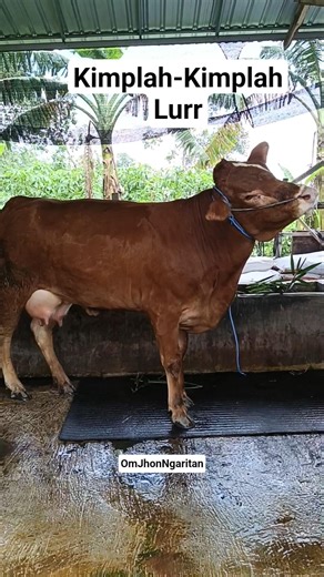 Induk Sapi Joss‼️ #pertolongansapimelahirkan #sapiberanak