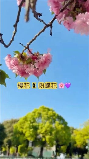 2026 東京賞花必去！舍人公園：櫻吹雪與粉蝶花地毯 🌸💙｜舎人公園の桜とネモフィラ 2026