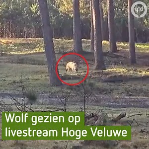Er is een wolf gespot in de livestream van de Hoge Veluwe! 🐺👀 Er leven twee wolven in het park en één van hen is gezien op een wildcamera. Live meekijken kan hier: http://ogld.nl/1dpm | Omroep Gelderland