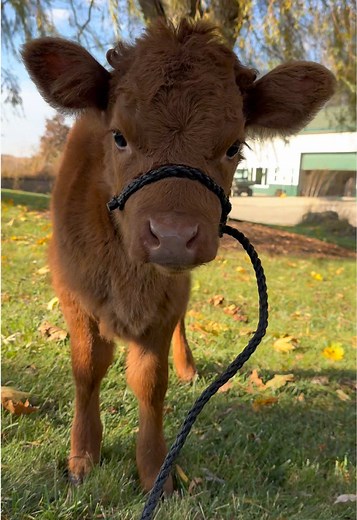 Mini Highland Cows: The Cutest Farm Pets