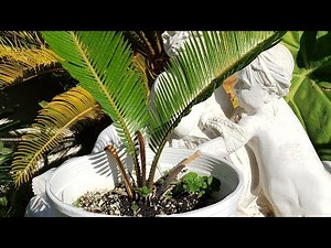 Sago palm tree seed preparation.