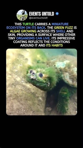 This Turtle Carries a Living Garden #animals #shorts