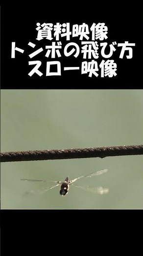 トンボの飛び方【スローモーション】【理科】【昆虫観察】 #shorts