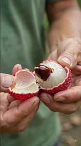 From Seed to Litchi Fruit! 🍒 | Amazing Litchi Life Cycle #Shorts