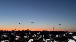 2.5K views · 37 reactions | Squaw Creek Refuge migration & hunting report. - refuge is holding approximately 550k of really smart snow geese - us and many other guide services are harvesting 4 - 15 birds per blind / per day - there are still birds south and it’s a migration and they will trickle north slowly - migration is 2-3 weeks ahead of what is typical - we are giving all groups the option to reschdule to 2025 | Squaw Creek Hunt Club & Guide Service | Facebook