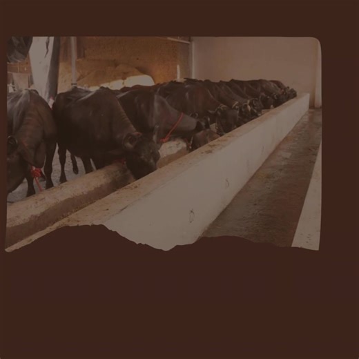 What Type of Fodder Suits Your Livestock? Non-conventional fodder like Azolla and tree leaves is affordable and innovative, providing essential nutrients to your livestock. Diverse fodder options lead to healthier, stronger animals. "Diverse fodder, healthier livestock!" #NonConventionalFodder #LivestockHealth #HealthyAnimals | Dept of Animal Husbandry and Dairying, Min of FAHD