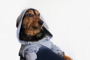 Dachshund clothes that actually fit! - dachshund-central