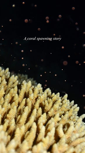 From Dusk to Dawn: A Coral Spawning Story. Told by Master Reef Guide Michelle at Sunlover Reef Cruises during the November 2025 spawning event. Featuring additional footage thanks to Stuart Ireland from Calypso Reef Imagery. #LovetheReef #GreatBarrierReef | Great Barrier Reef Marine Park Authority