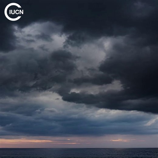 The UN Climate #ClimateChange Conference in Belém will mark the 10th anniversary of the historic adoption of the Paris Agreement. 🌎 #COP30 is happening at a time of growing geopolitical tension and conflict, it is essential that countries redouble their efforts to safeguard the multilateral #climate process, and raise their collective ambition to limit warming to 1.5°C. 🤝 Check out IUCN’s position paper and events https://info.iucn.org/3Litgm7 | IUCN