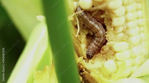 Fall armyworm can be one of the more difficult insect pests to control in field corn.