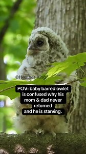 If you truly love something, you want to protect it with every fibre of your being. The U.S. Fish and Wildlife Service wants the public to believe this mass killing is about “saving” Spotted Owls. But it has never truly been about owls. Now, 450,000 Barred Owls are marked for eradication—lured by recordings of their mates or young, only to be met with a bullet. They’ve framed one species as “invasive,” yet both Barred and Spotted Owls interbreed naturally. Meanwhile, Great Horned Owls, who prey 