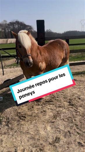 Journée repos pour eux, un peu moins pour moi 🤣❤️ #cheval #poney #poneydemavie #poneys #chevaux